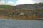 1 Seals in Dunvegan Isle of Skye  05
